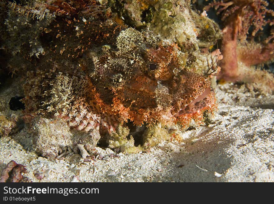 Smallscale scorpionfish (Scorpaenopsis oxycephala)taken in the red sea.