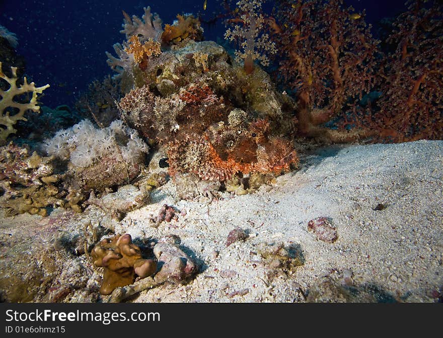 Smallscale scorpionfish (Scorpaenopsis oxycephala)taken in the red sea.