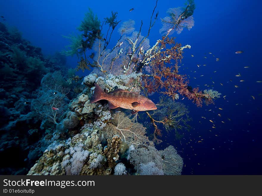 Red sea coralgrouper (Plectropomus pessuliferus)taken in the red sea.