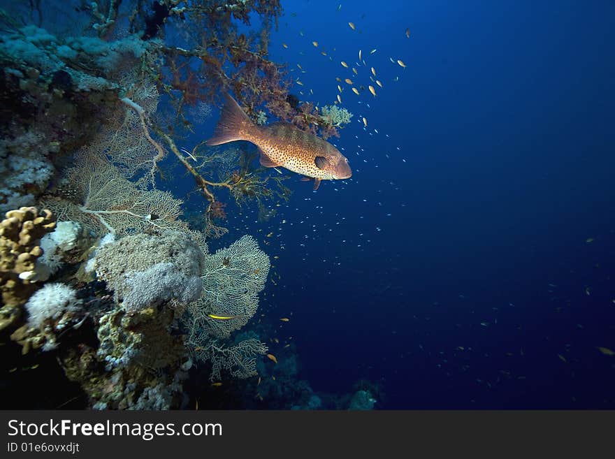 Red sea coralgrouper (Plectropomus pessuliferus)taken in the red sea.