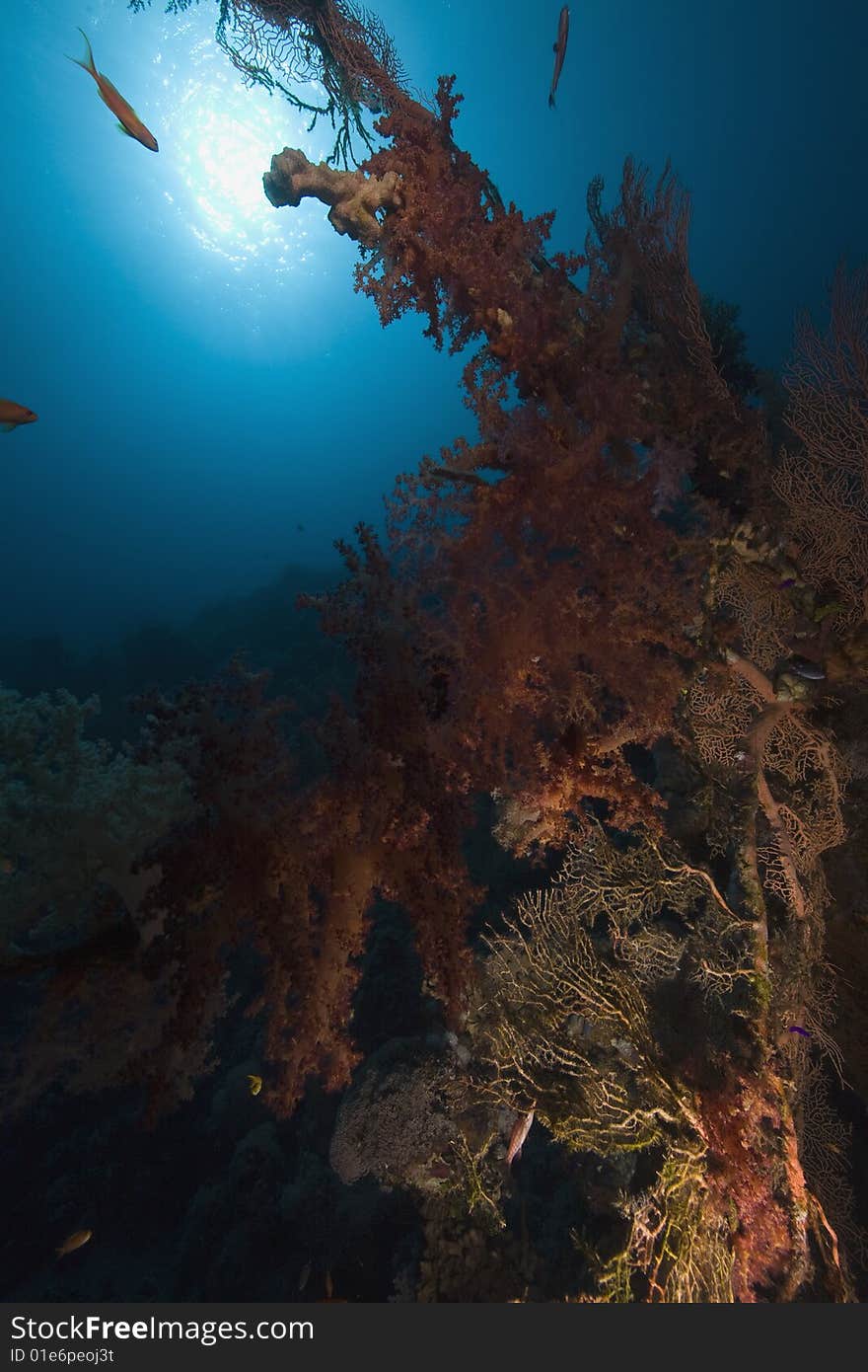 Coral, sun ocean and fish taken in the red sea.