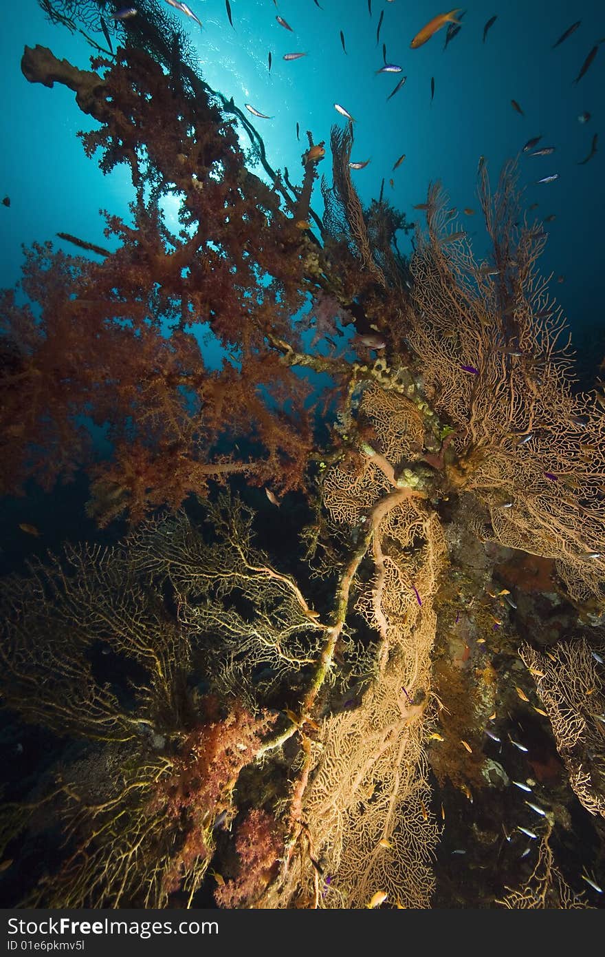 Coral, sun ocean and fish taken in the red sea.