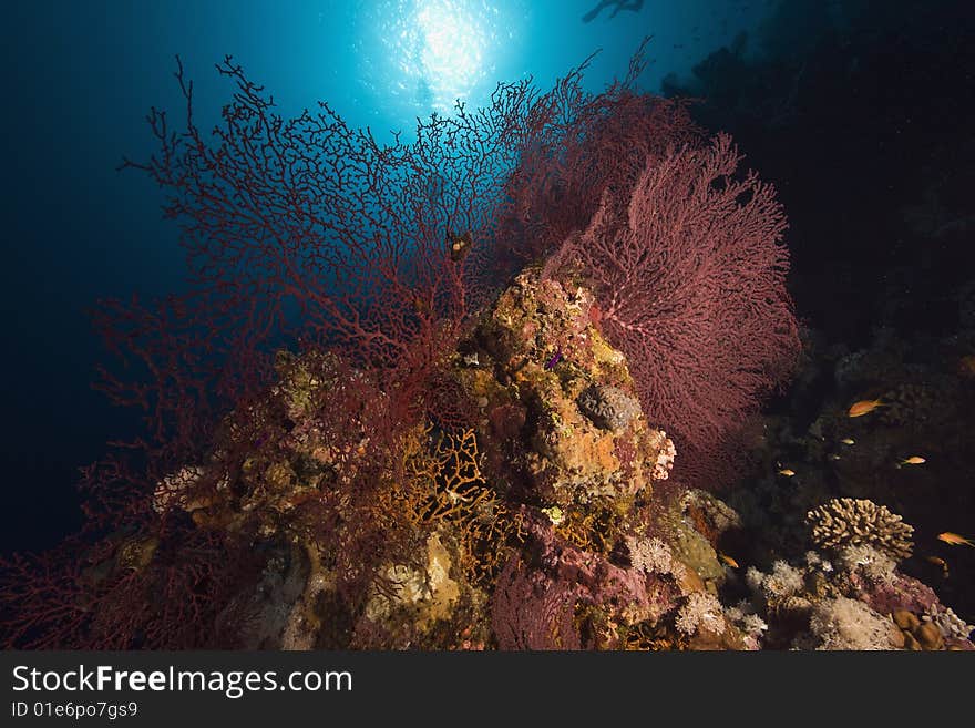 Coral, sun ocean and fish taken in the red sea.