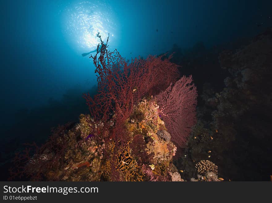 Coral, sun ocean and fish taken in the red sea.