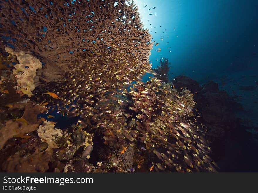 Coral, sun ocean and fish taken in the red sea.