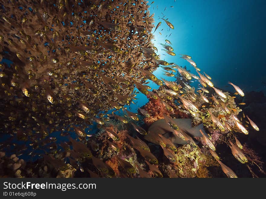 Coral, sun ocean and fish taken in the red sea.