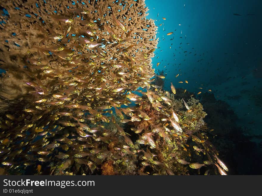 Coral, sun ocean and fish taken in the red sea.