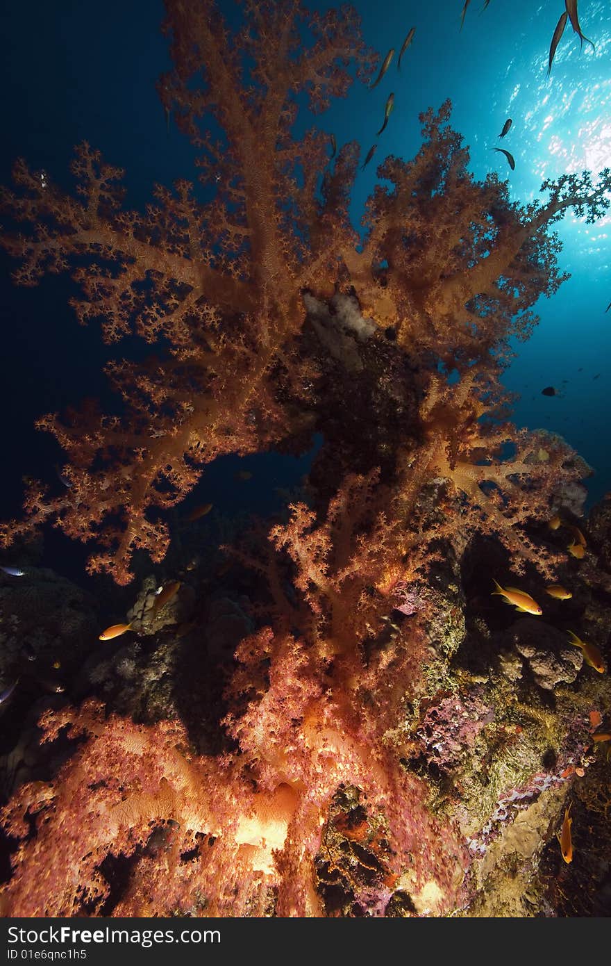 Coral, sun ocean and fish taken in the red sea.