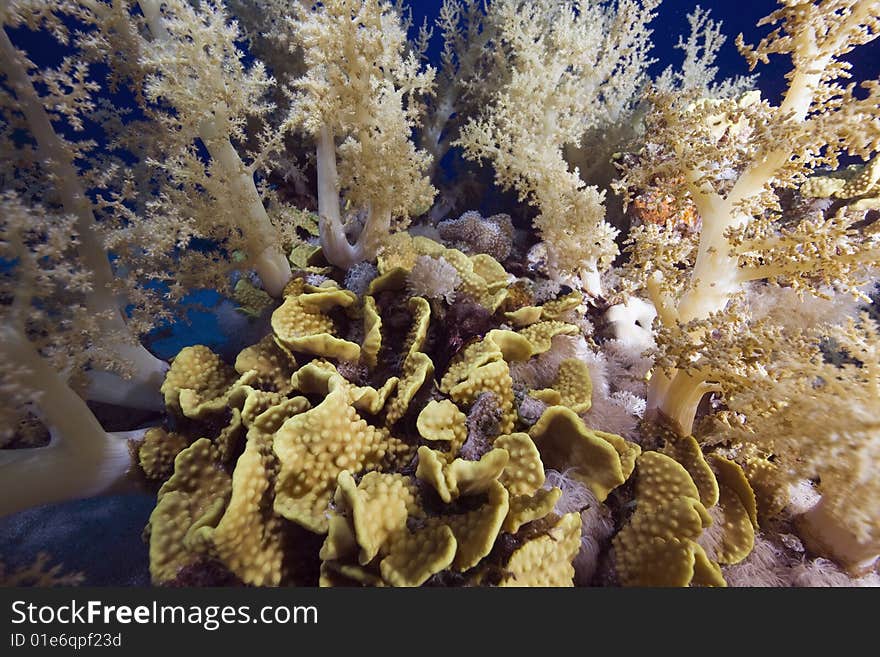 Coral and fish taken in the red sea.