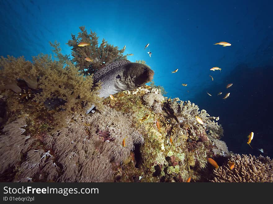 Moray, coral and ocean