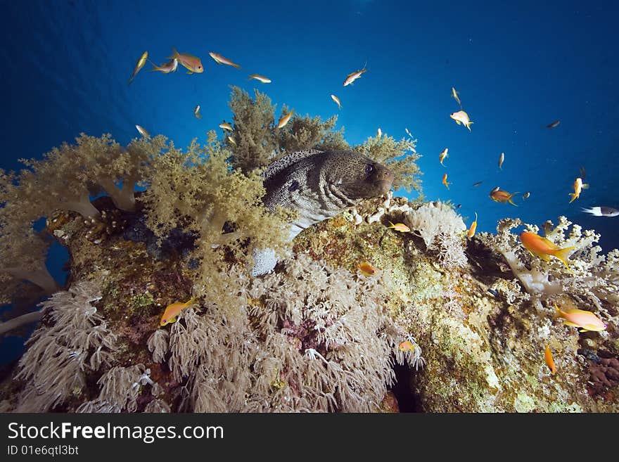 Giant moray (gymnothorax javanicus)taken in the red sea.