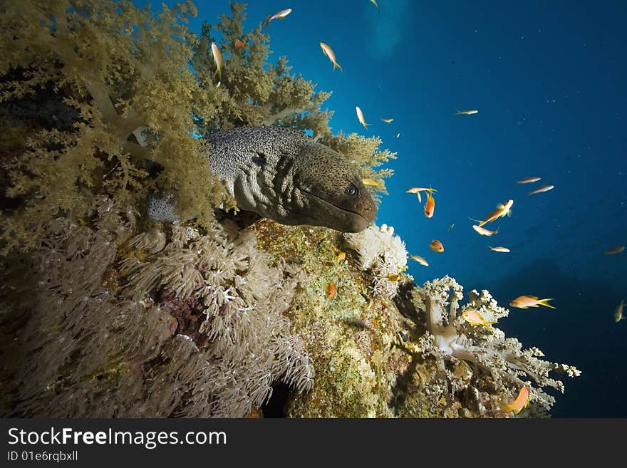 Giant moray (gymnothorax javanicus)taken in the red sea.