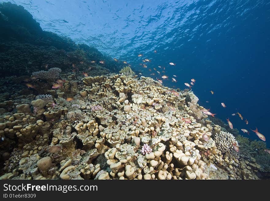 Coral,fish and ocean taken in the red sea.