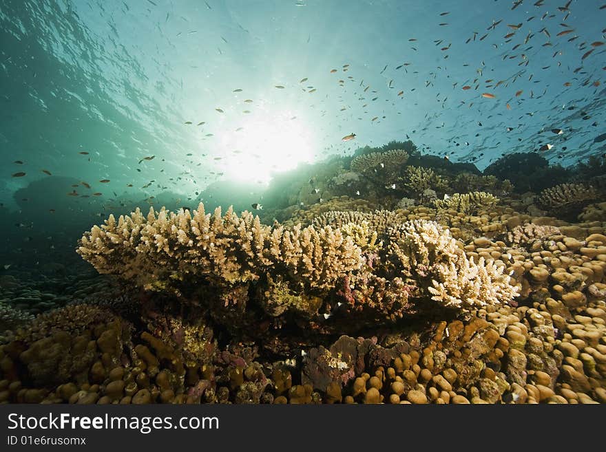 Coral,fish and ocean taken in the red sea.