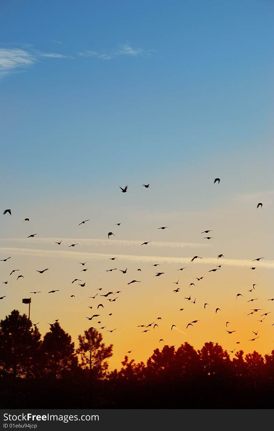 Birds in the evening