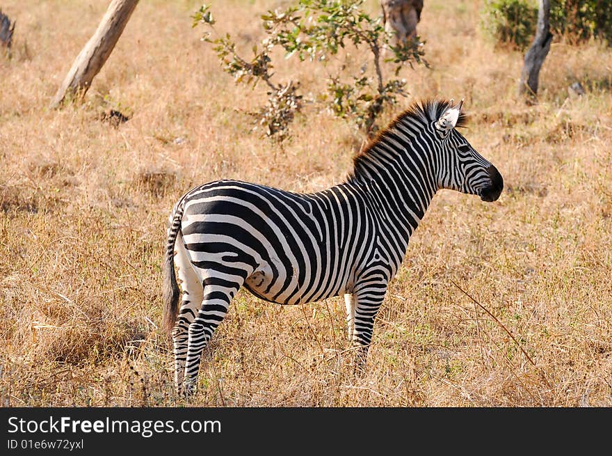 Zebra photographed in the outback of Zambia