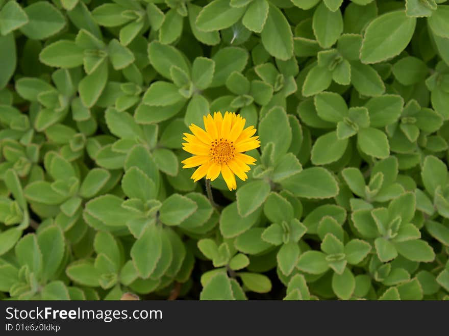 Yellow Flower