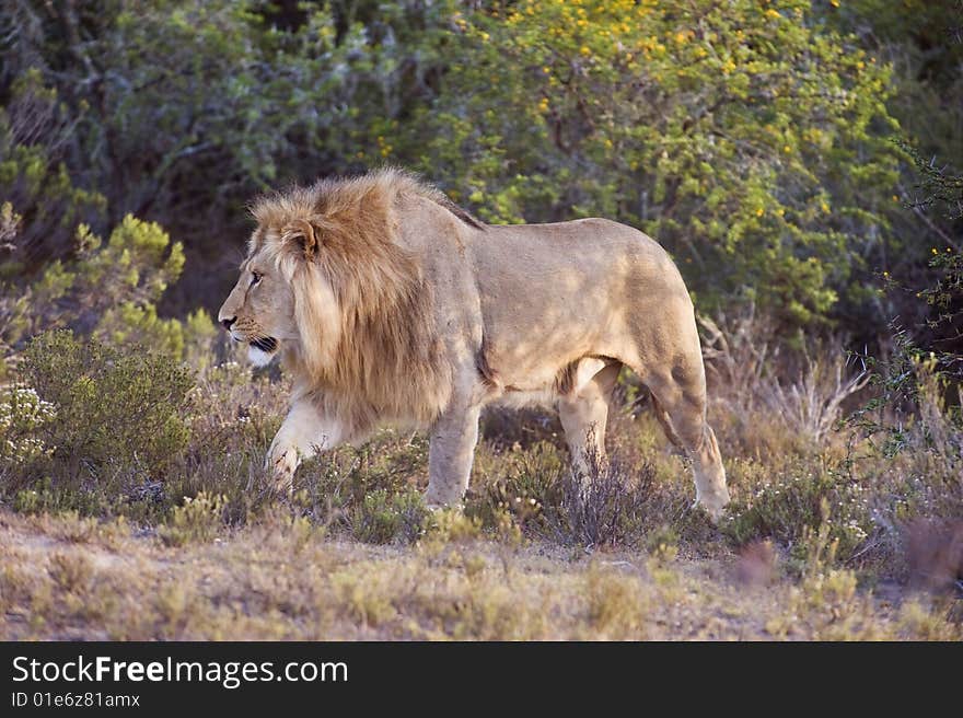 A light colored Lion emerges from the thicket. A light colored Lion emerges from the thicket