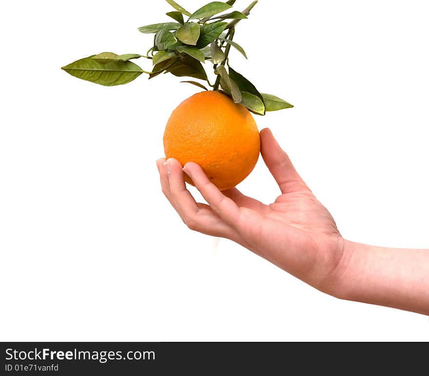 Boyl S Hand With Tangerine