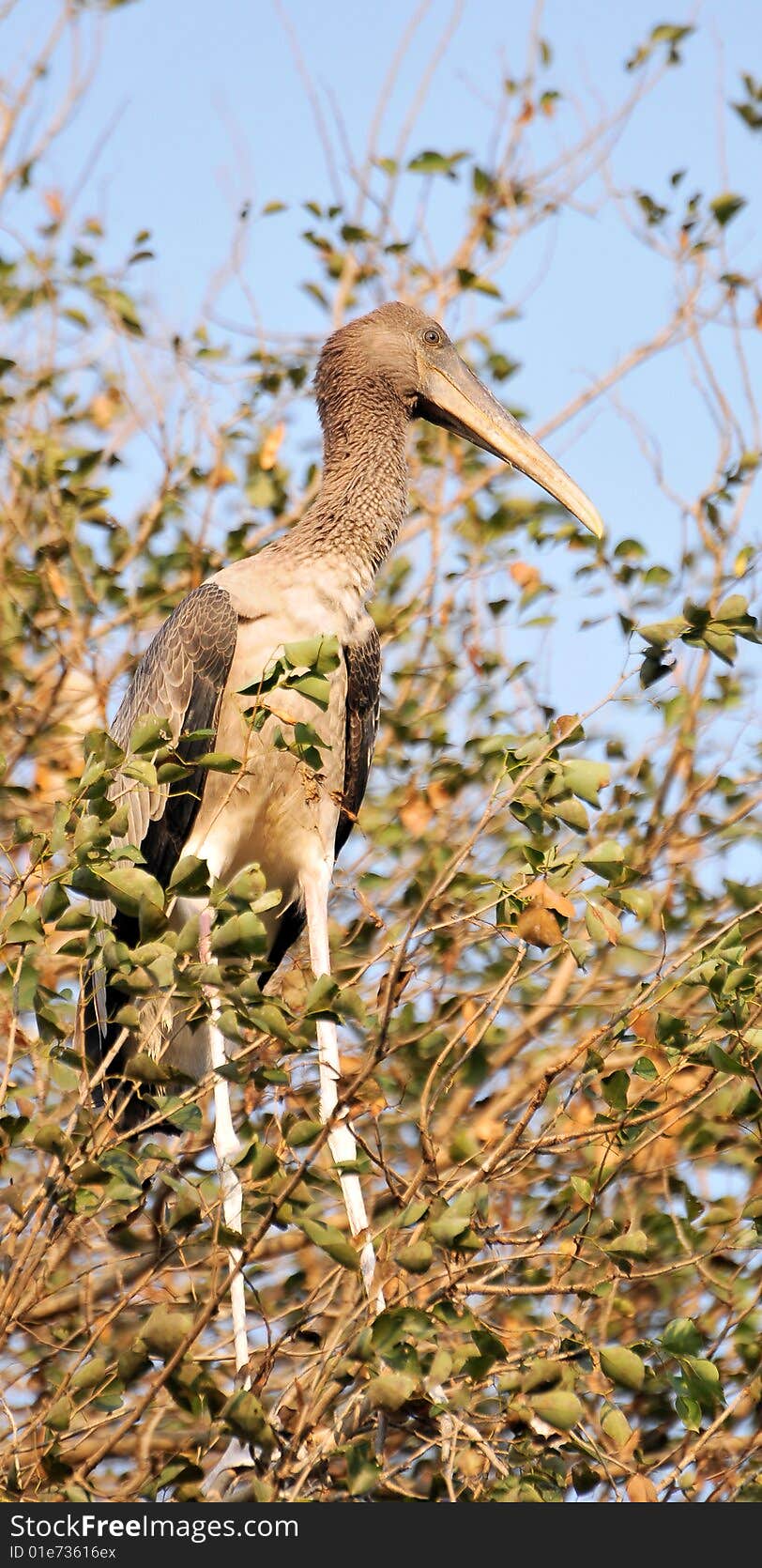 Stork standing on the tree.