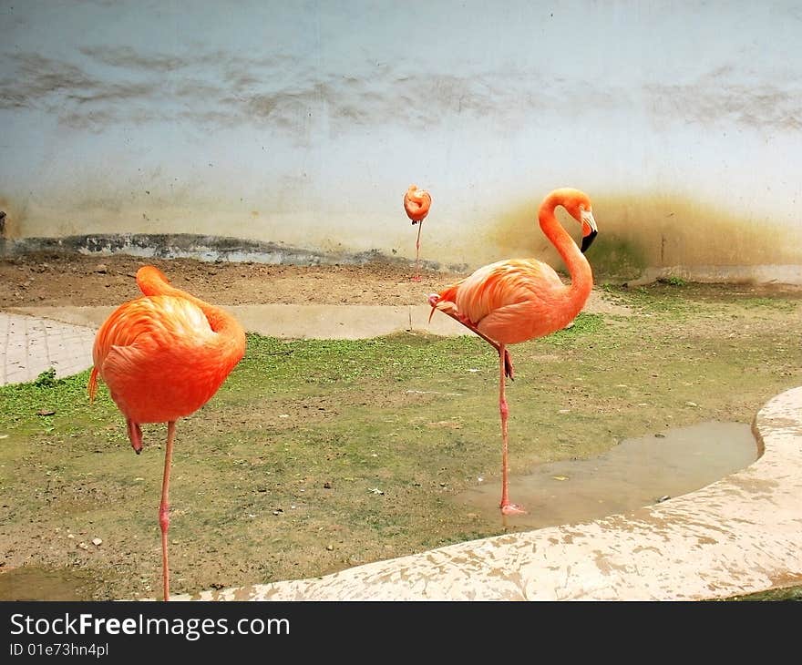 Flamingo stands on one foot to rest at the zoo