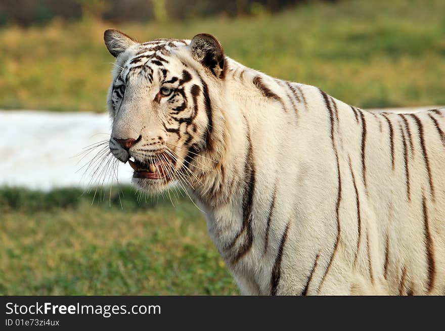 Tiger standing in green grass.