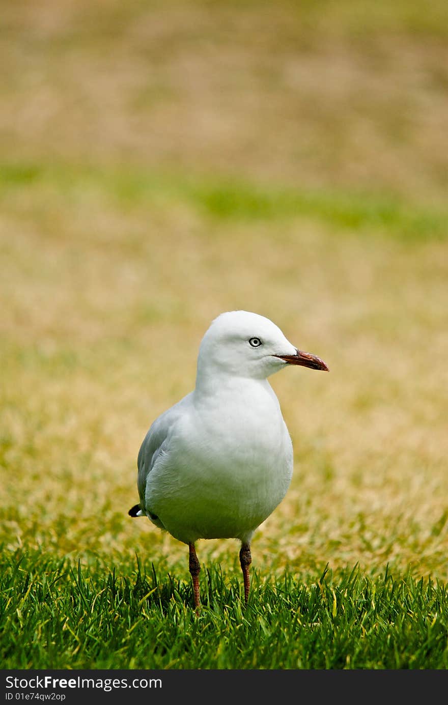 Seagull standing on grass with blurred brown backg