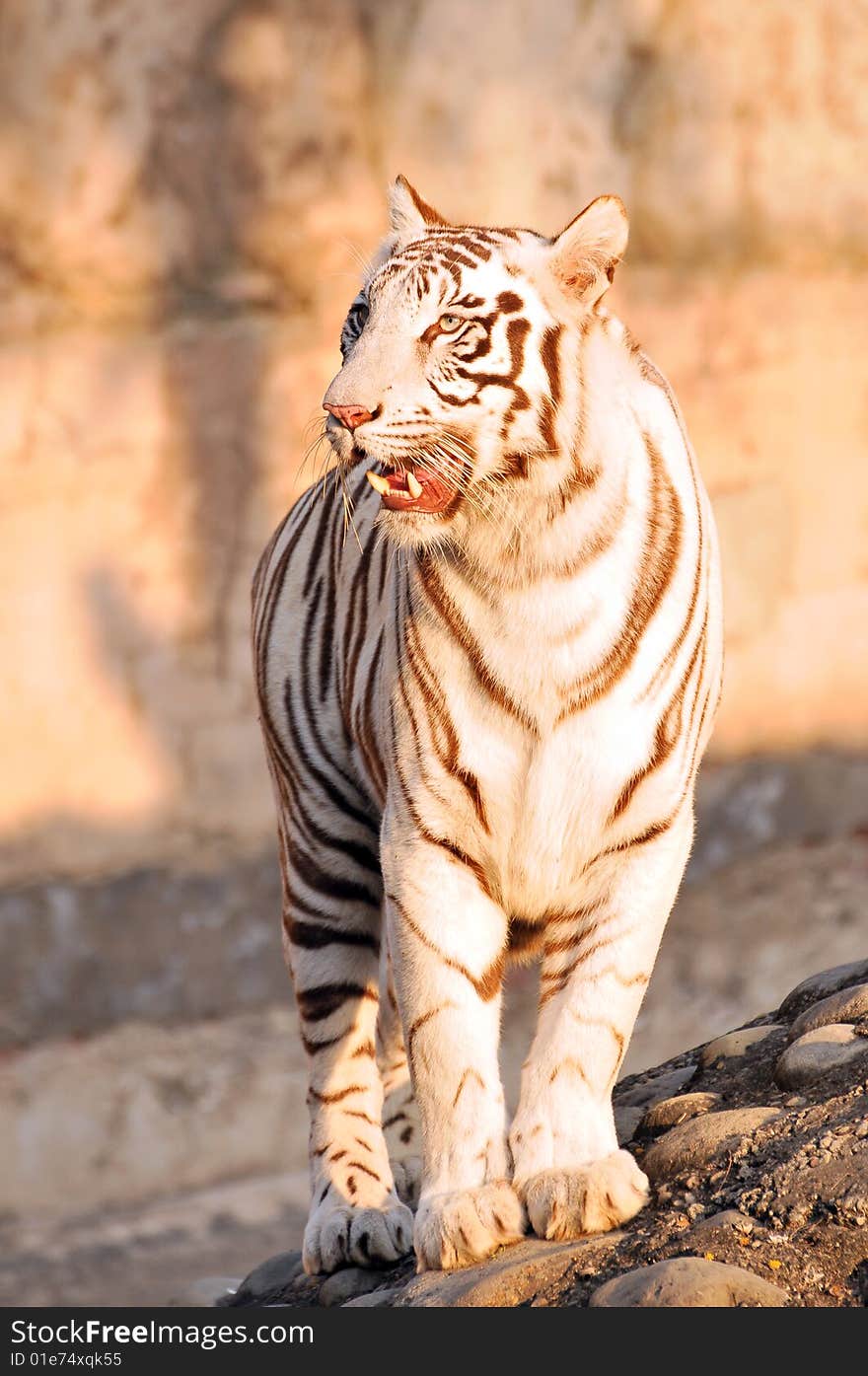 Tiger standing on rocks in zoo