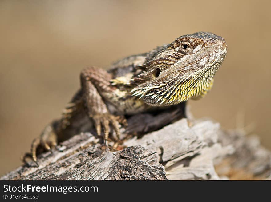 Bearded Dragon in natural environment on log. Bearded Dragon in natural environment on log