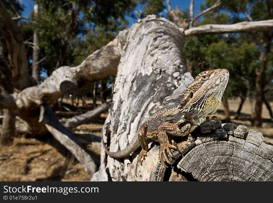 Bearded dragon on log