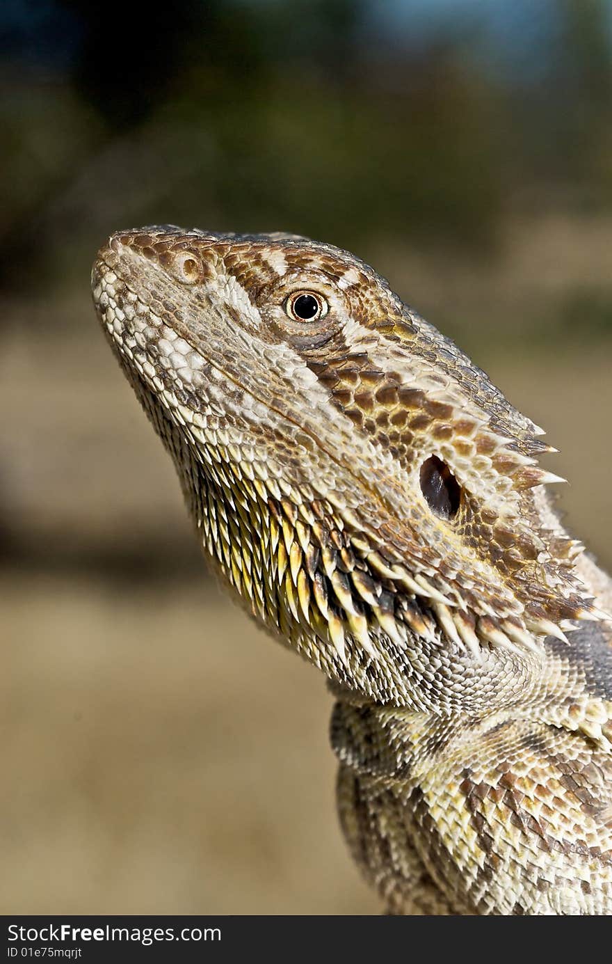 Bearded Dragon in natural environment on log. Bearded Dragon in natural environment on log