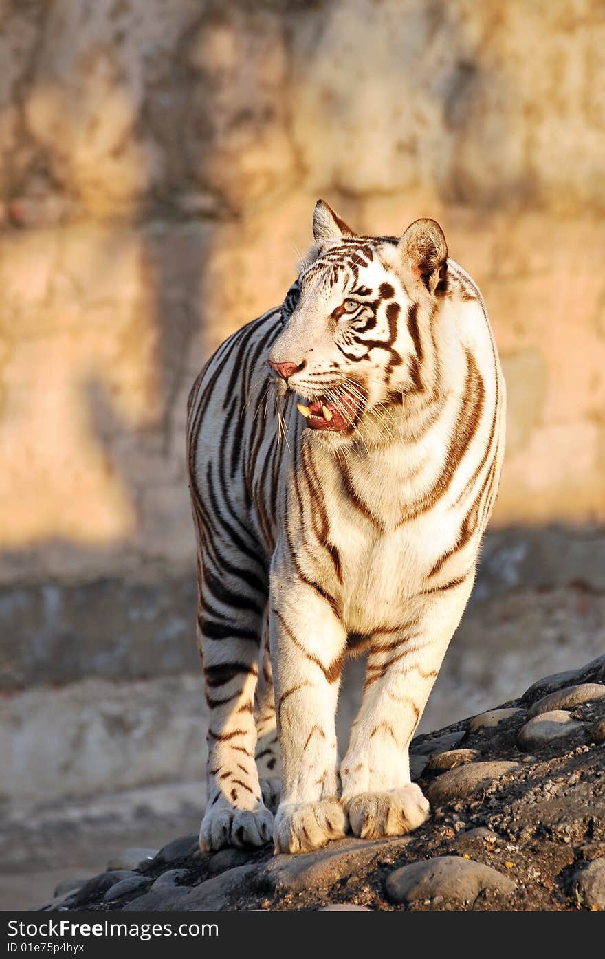 Tiger standing on rocks in zoo