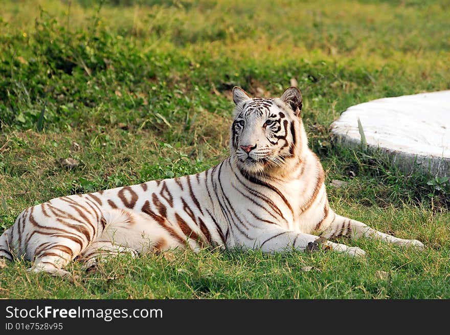 Tiger standing in green grass.