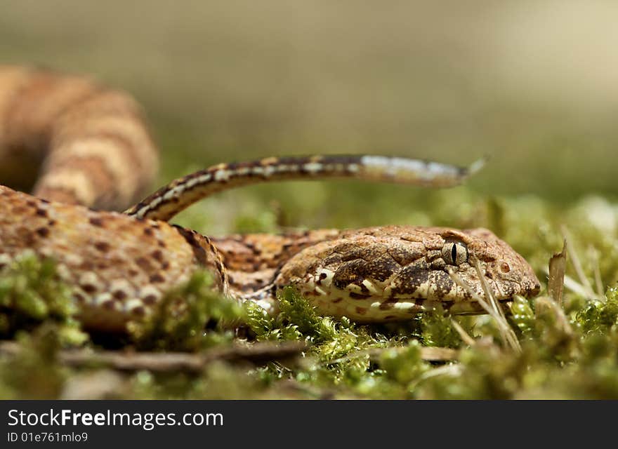 Death Adder sitting in outdoor environment. Death Adder sitting in outdoor environment