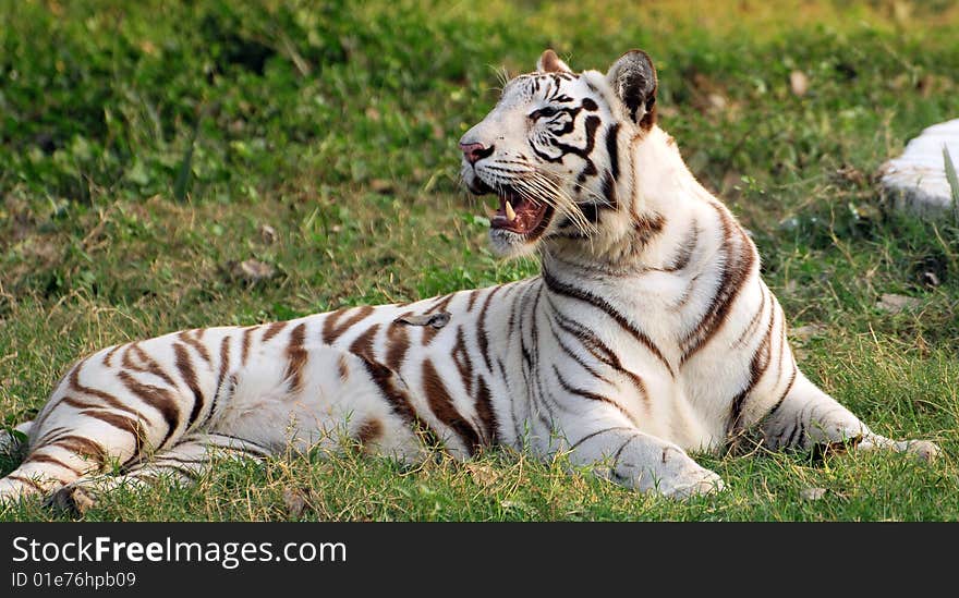 Tiger standing in green grass.