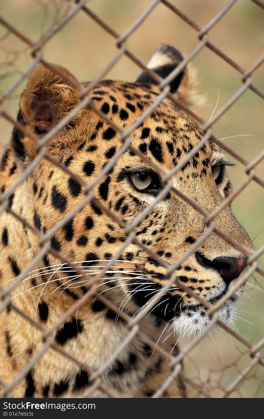 Leopard looking through the cage.