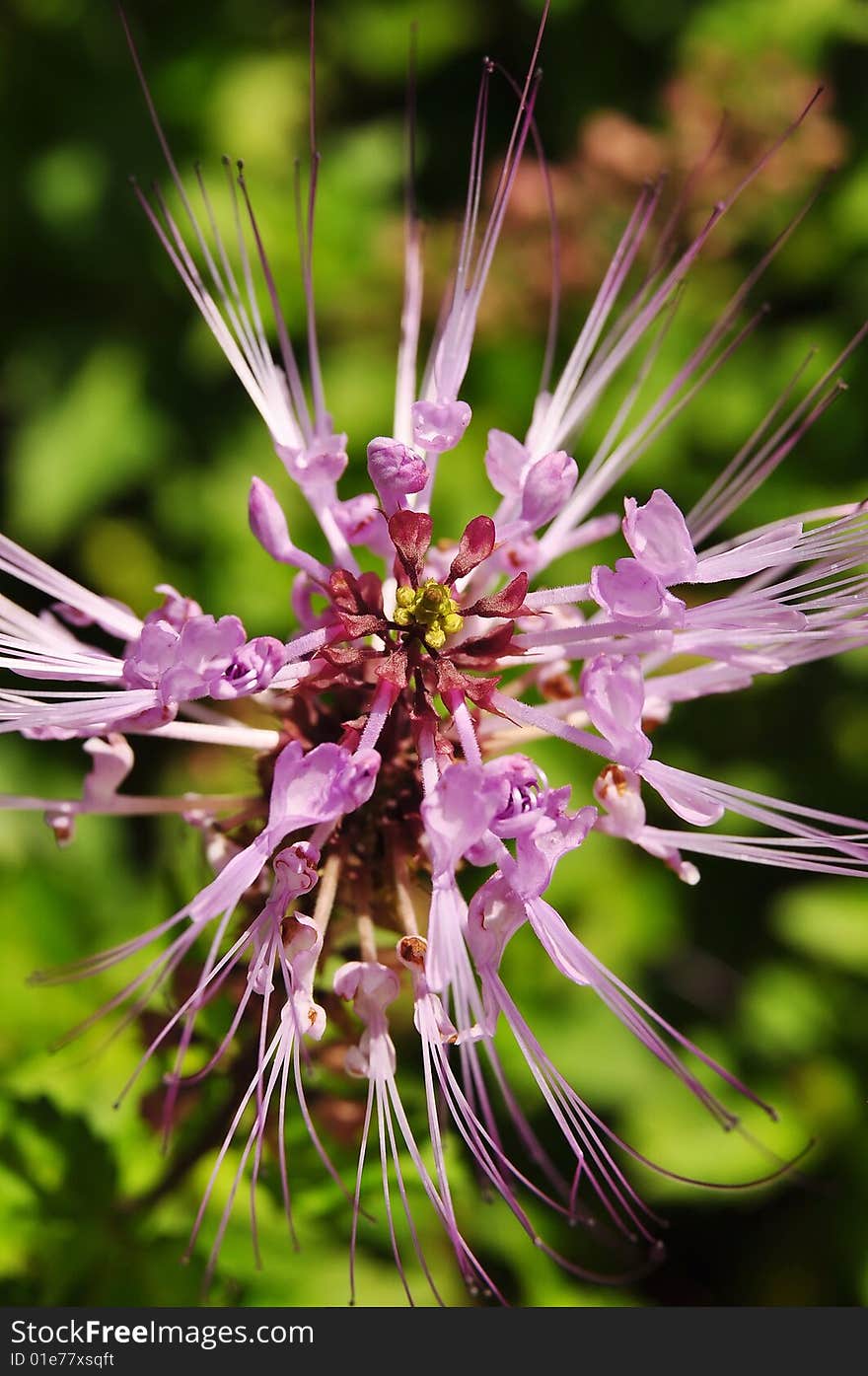 Macro of Cat's whiskers flower