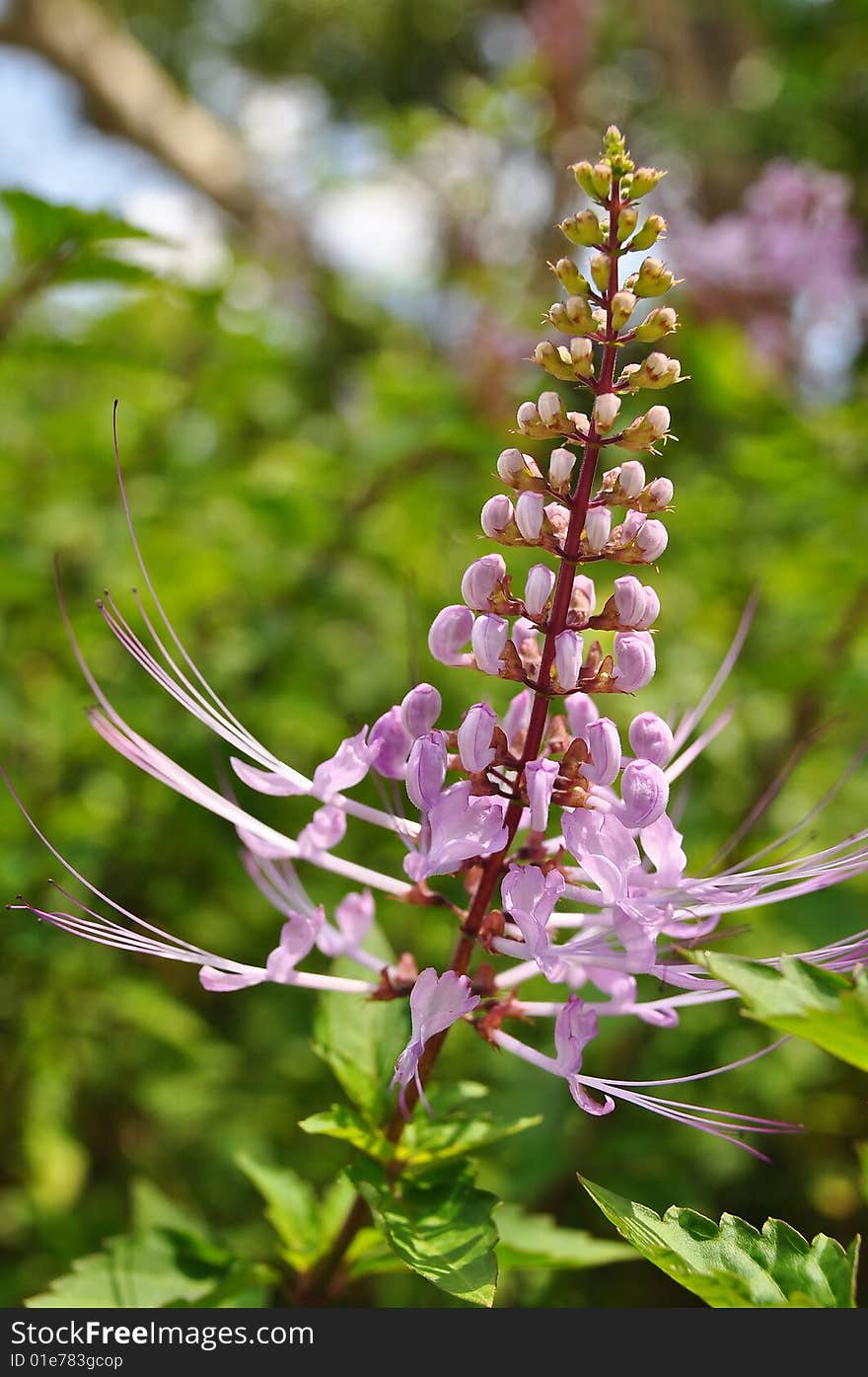 Macro of Cat's whiskers flower