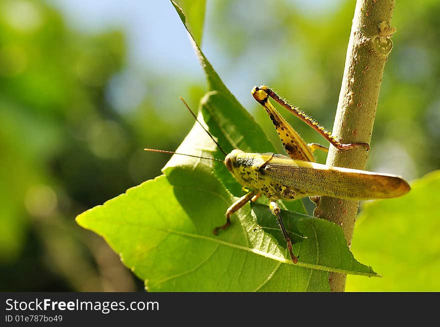 Macro Of Grasshopper