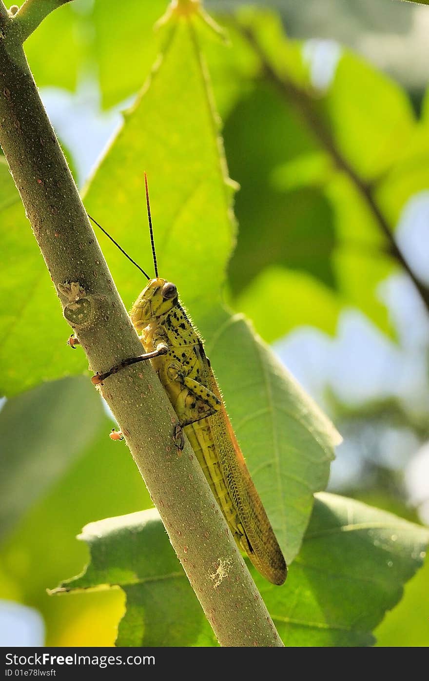 Macro of grasshopper