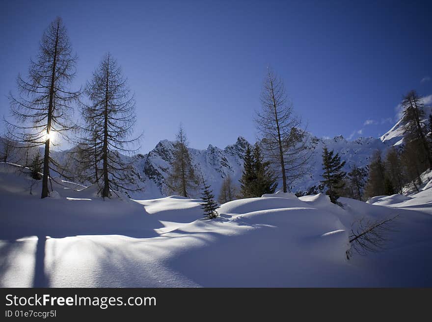 Shadows of pine trees on the snow. Shadows of pine trees on the snow