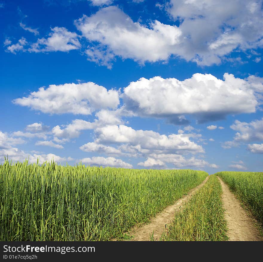 Field on a background of the blue sky