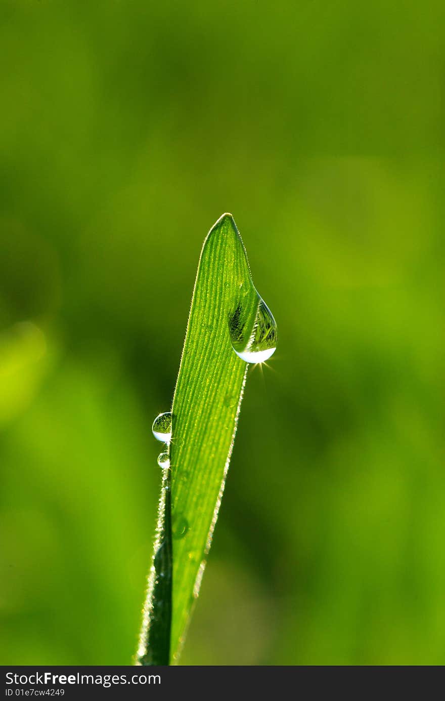 Dew drop on a blade of grass