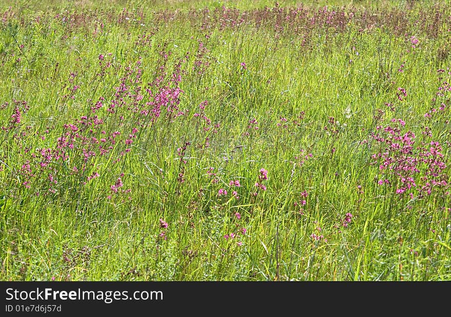 The close-up of grass for texture or background. The close-up of grass for texture or background