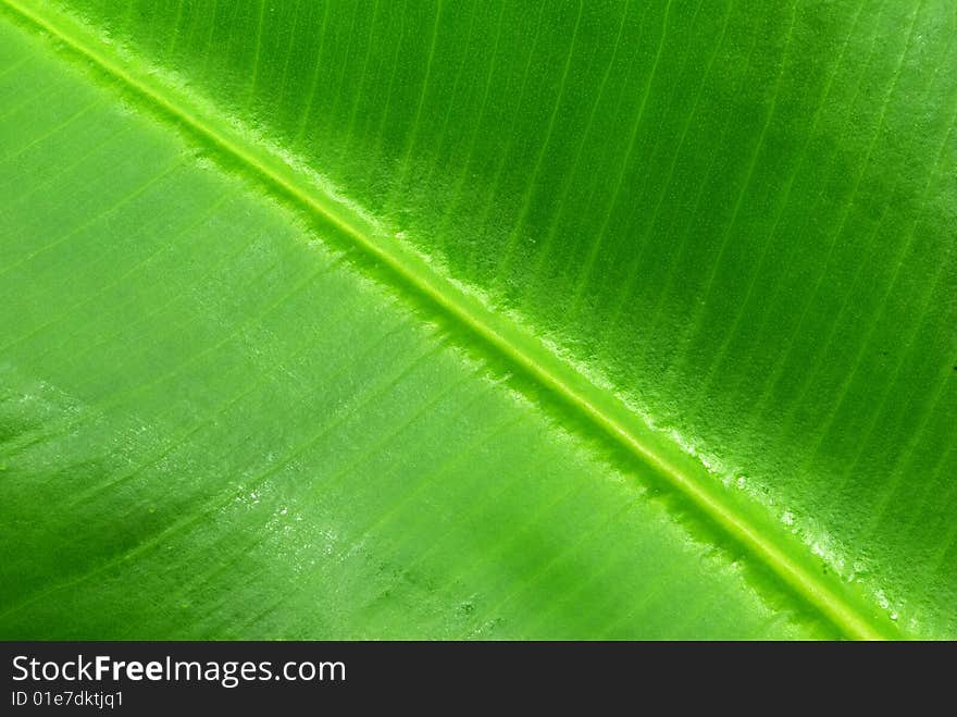 Structure of leaf natural background