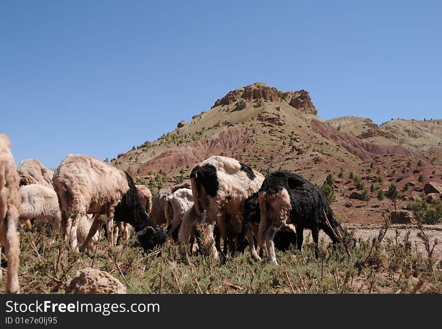 Sheep grazing in the pasture in the Atlas mountains,Morocco. Sheep grazing in the pasture in the Atlas mountains,Morocco