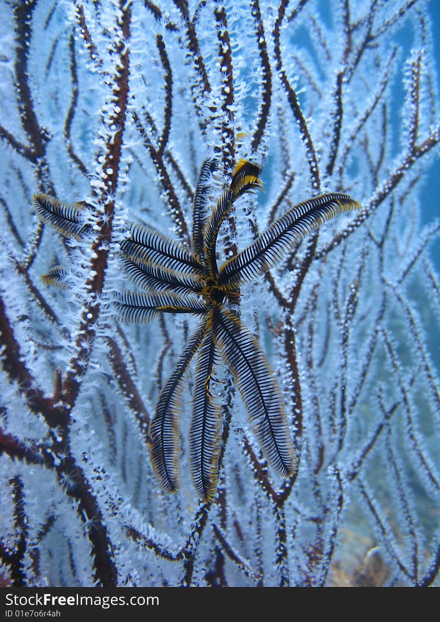 Feather Star On White Coral