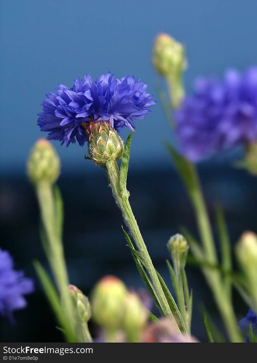 Carnations with Bud on a black background. Soft focus view.