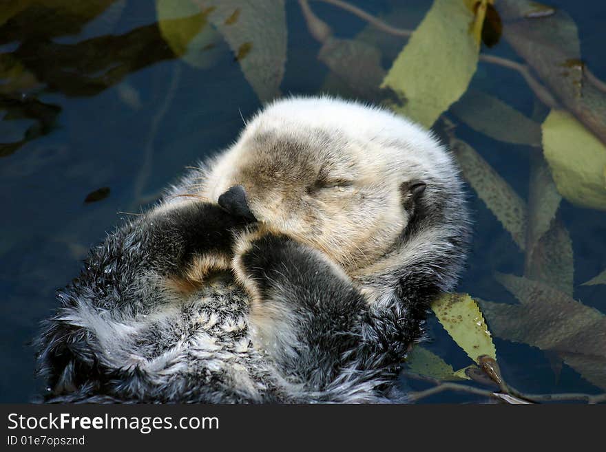 Sleeping otter