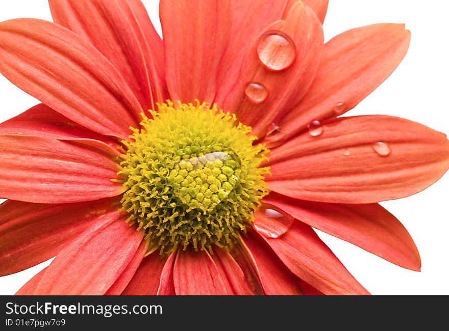 Closeup of orange,pink daisy flower isolated on white with water droplets. Closeup of orange,pink daisy flower isolated on white with water droplets